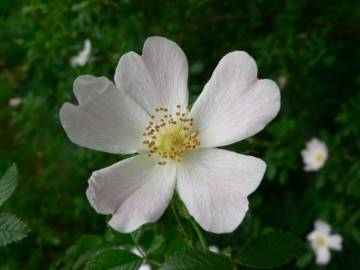 Fotografia da espécie Rosa micrantha