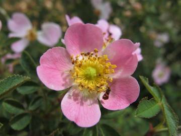 Fotografia da espécie Rosa micrantha