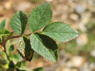 Fotografia da espécie Rosa micrantha