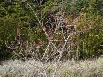 Fotografia da espécie Rosa micrantha