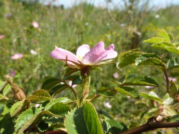 Fotografia da espécie Rosa micrantha