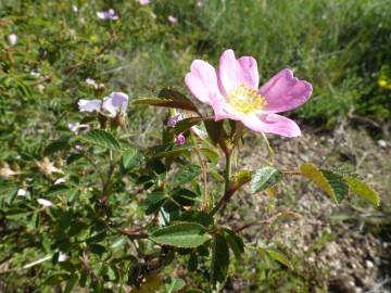 Fotografia da espécie Rosa micrantha