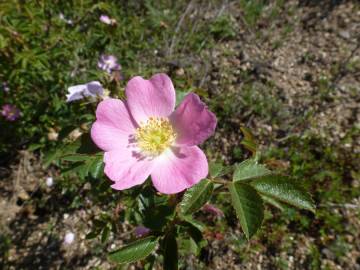 Fotografia da espécie Rosa micrantha