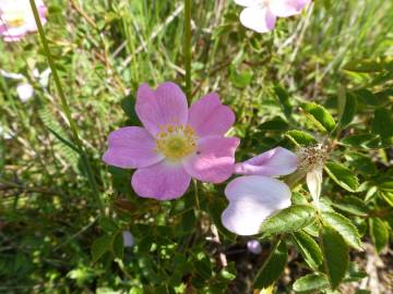 Fotografia da espécie Rosa micrantha