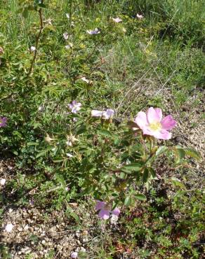 Fotografia 17 da espécie Rosa micrantha no Jardim Botânico UTAD