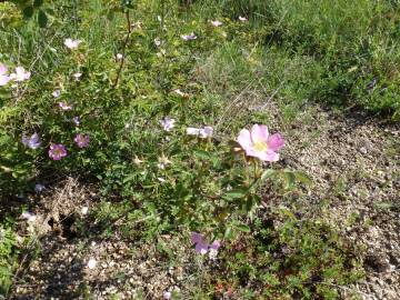 Fotografia da espécie Rosa micrantha