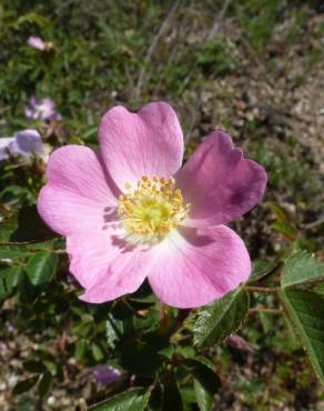 Fotografia 18 da espécie Rosa micrantha no Jardim Botânico UTAD