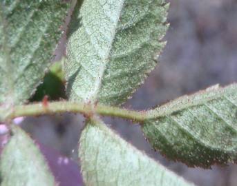 Fotografia da espécie Rosa micrantha