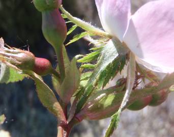 Fotografia da espécie Rosa micrantha