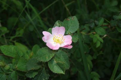 Fotografia da espécie Rosa micrantha