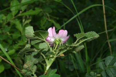 Fotografia da espécie Rosa micrantha