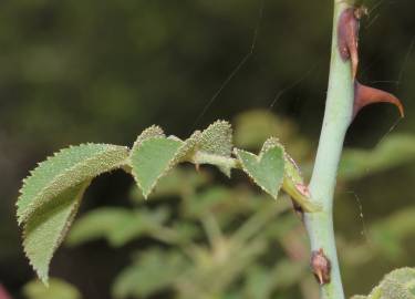 Fotografia da espécie Rosa micrantha