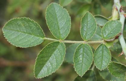 Fotografia da espécie Rosa micrantha