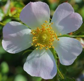 Fotografia da espécie Rosa micrantha