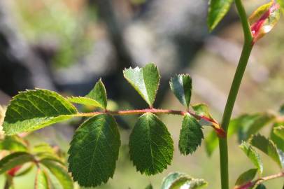 Fotografia da espécie Rosa micrantha