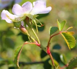 Fotografia da espécie Rosa micrantha