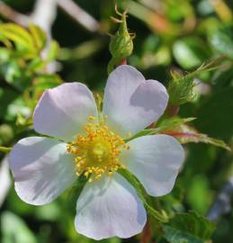 Fotografia da espécie Rosa micrantha