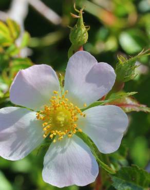 Fotografia 30 da espécie Rosa micrantha no Jardim Botânico UTAD