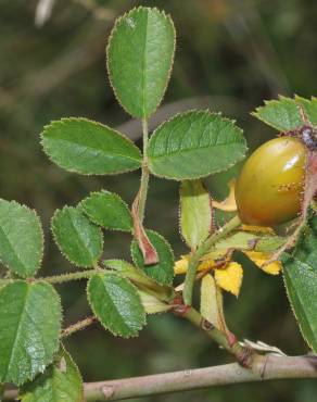 Fotografia 32 da espécie Rosa micrantha no Jardim Botânico UTAD