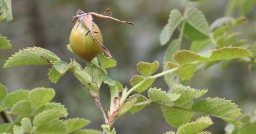 Fotografia da espécie Rosa micrantha