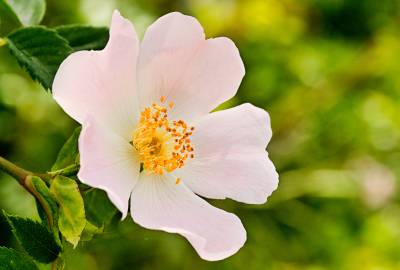 Fotografia da espécie Rosa stylosa