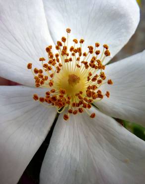 Fotografia 12 da espécie Rosa stylosa no Jardim Botânico UTAD