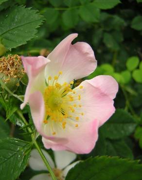 Fotografia 14 da espécie Rosa stylosa no Jardim Botânico UTAD