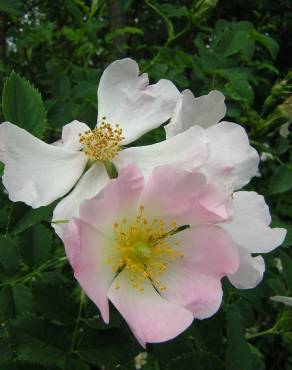 Fotografia 15 da espécie Rosa stylosa no Jardim Botânico UTAD