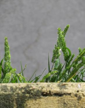 Fotografia 7 da espécie Rostraria cristata no Jardim Botânico UTAD