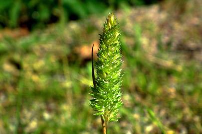 Fotografia da espécie Rostraria cristata