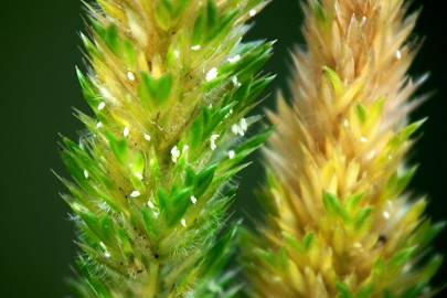 Fotografia da espécie Rostraria cristata