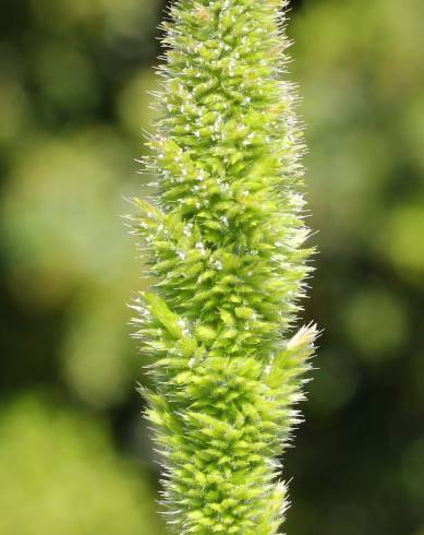 Fotografia de capa Rostraria cristata - do Jardim Botânico