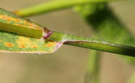 Fotografia da espécie Rostraria cristata