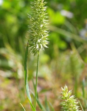 Fotografia 16 da espécie Rostraria cristata no Jardim Botânico UTAD