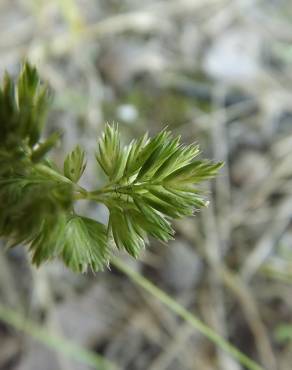 Fotografia 18 da espécie Rostraria cristata no Jardim Botânico UTAD