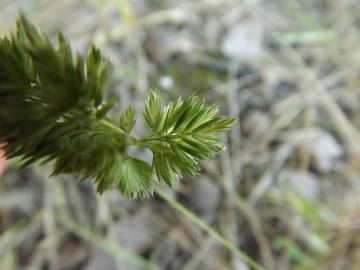 Fotografia da espécie Rostraria cristata