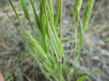 Fotografia da espécie Rostraria cristata