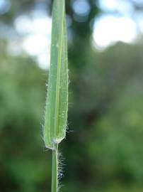 Fotografia da espécie Rostraria cristata