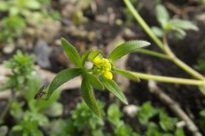 Fotografia da espécie Ranunculus parviflorus