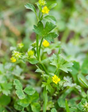 Fotografia 1 da espécie Ranunculus parviflorus no Jardim Botânico UTAD