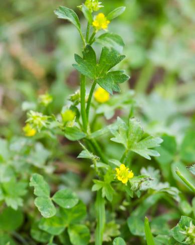 Fotografia de capa Ranunculus parviflorus - do Jardim Botânico