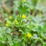 Fotografia 1 da espécie Ranunculus parviflorus do Jardim Botânico UTAD