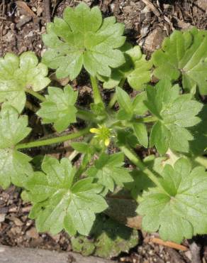 Fotografia 5 da espécie Ranunculus parviflorus no Jardim Botânico UTAD