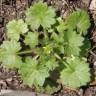 Fotografia 5 da espécie Ranunculus parviflorus do Jardim Botânico UTAD