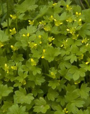 Fotografia 6 da espécie Ranunculus parviflorus no Jardim Botânico UTAD