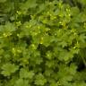 Fotografia 6 da espécie Ranunculus parviflorus do Jardim Botânico UTAD