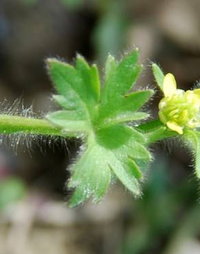 Fotografia 7 da espécie Ranunculus parviflorus no Jardim Botânico UTAD