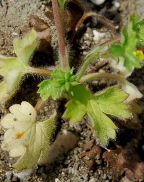 Fotografia 8 da espécie Ranunculus parviflorus no Jardim Botânico UTAD