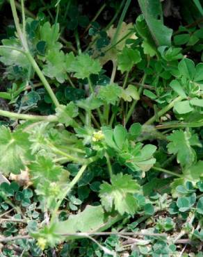 Fotografia 10 da espécie Ranunculus parviflorus no Jardim Botânico UTAD