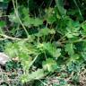 Fotografia 10 da espécie Ranunculus parviflorus do Jardim Botânico UTAD